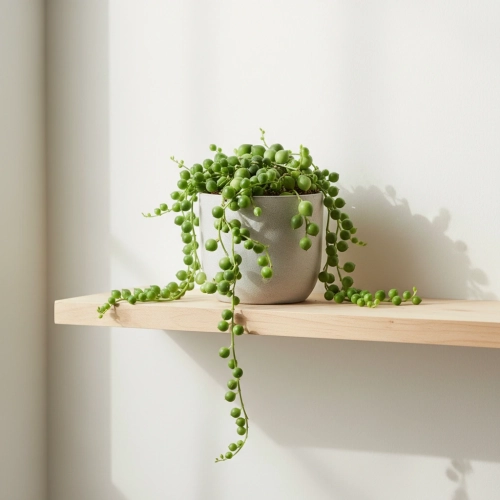 senecio rowleyanus.webp
