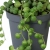 senecio rowleyanus.webp