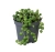 senecio rowleyanus.webp
