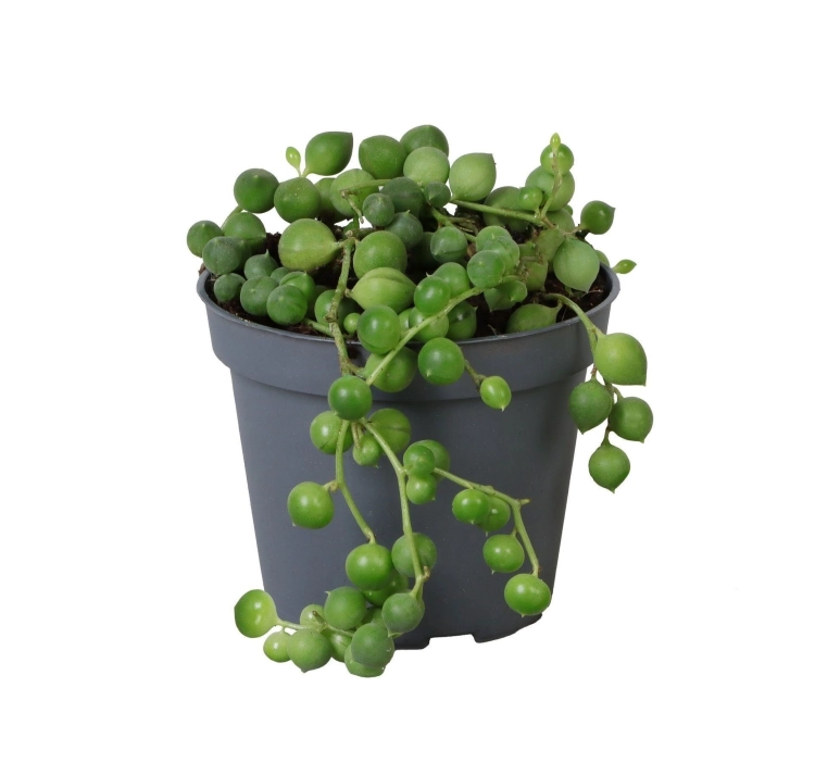 senecio rowleyanus.webp