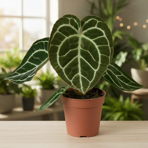 anthurium crystallinum.webp
