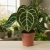 anthurium crystallinum.webp