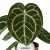 anthurium crystallinum.webp