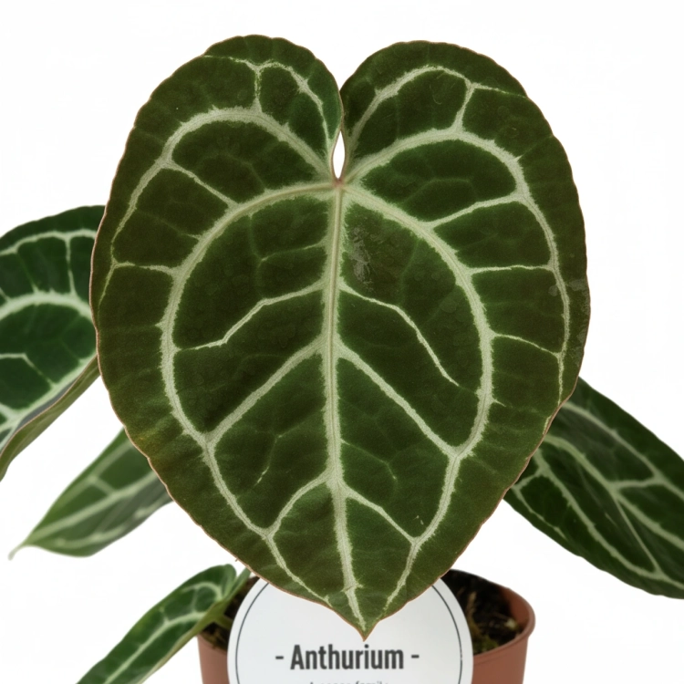 anthurium crystallinum.webp
