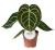anthurium crystallinum.webp