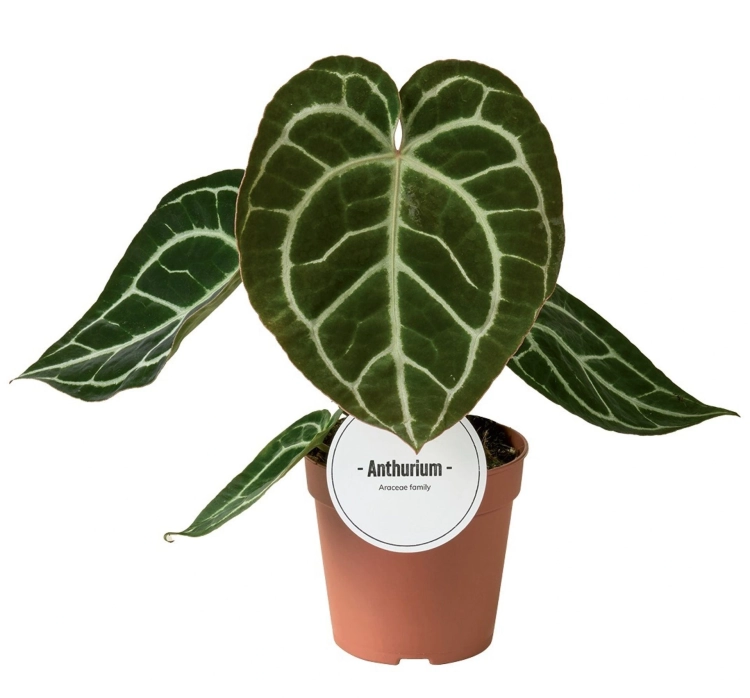 anthurium crystallinum.webp