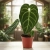 anthurium regale.webp