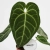 anthurium regale.webp