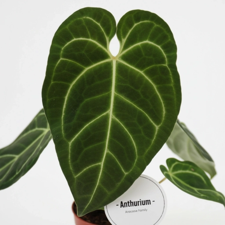 anthurium regale.webp