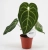 anthurium regale.webp