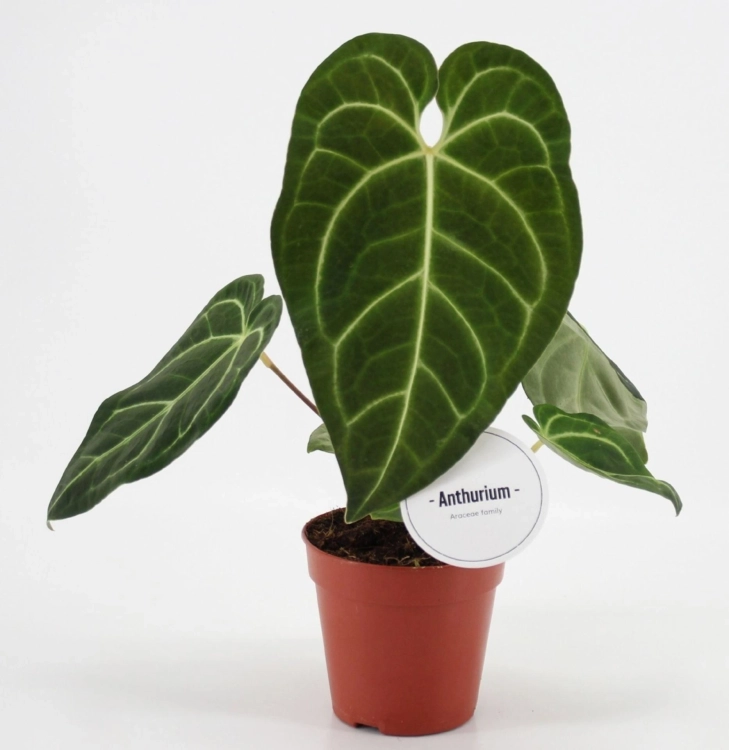 anthurium regale.webp