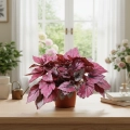 begonia indian summer.webp