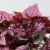 begonia indian summer.webp