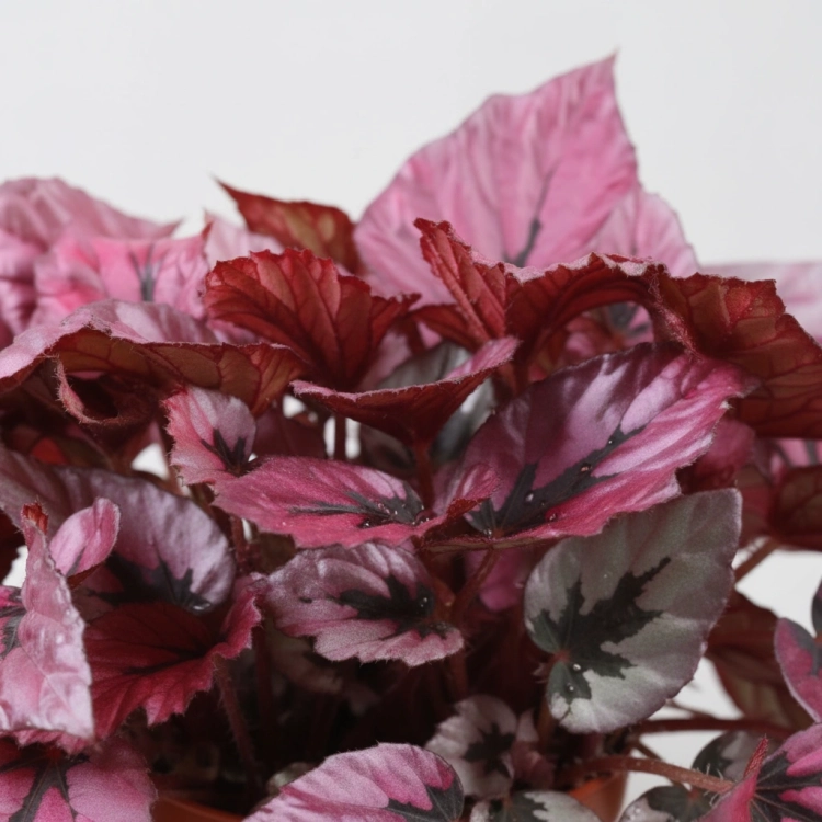 begonia indian summer.webp