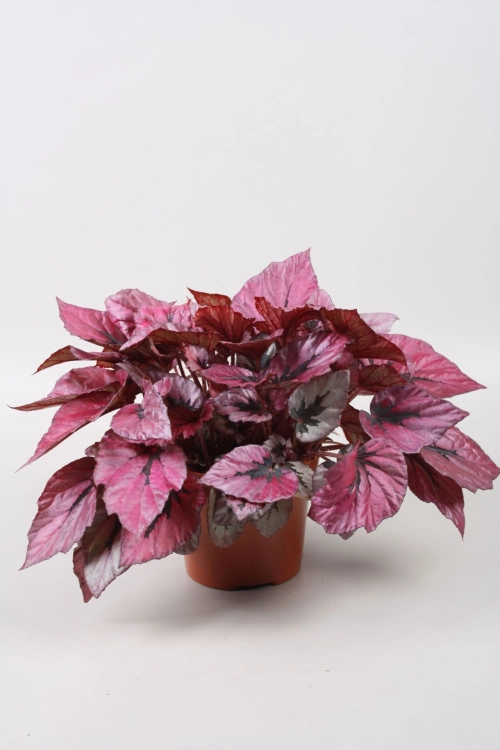 begonia indian summer.webp