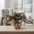 begonia alaska creek.webp