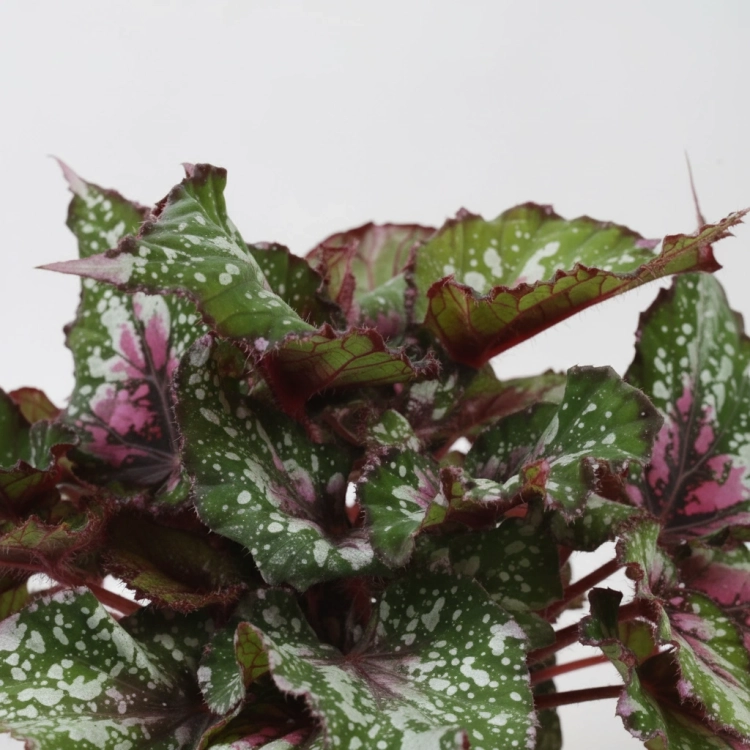 begonia alaska creek.webp