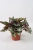 begonia alaska creek.webp