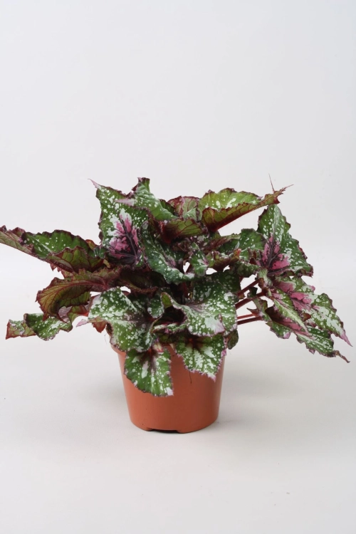 begonia alaska creek.webp