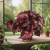 begonia inca night.webp