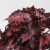 begonia inca night.webp