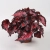 begonia inca night.webp