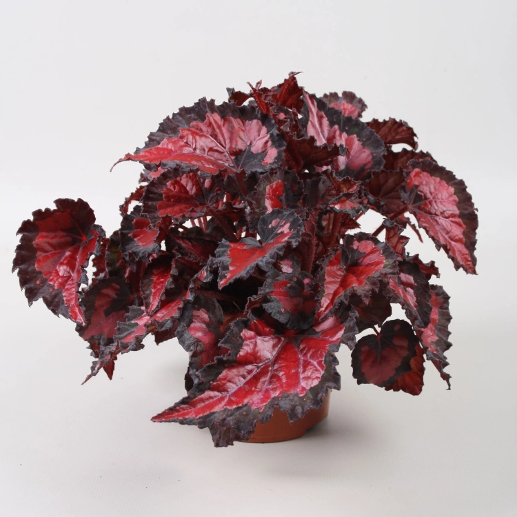 begonia inca night.webp