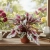 begonia maui sunset.webp