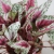 begonia maui sunset.webp
