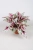 begonia maui sunset.webp