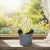 caladium miss muffet.webp
