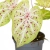 caladium miss muffet.webp