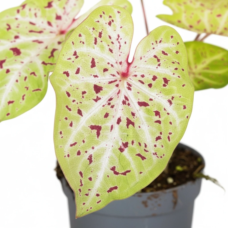 caladium miss muffet.webp