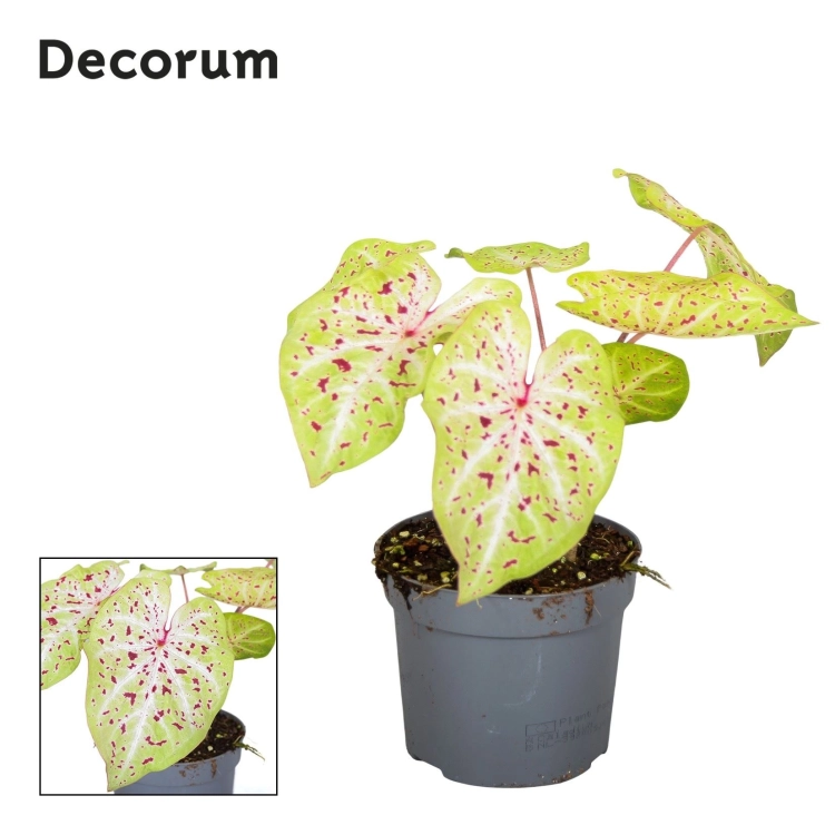 caladium miss muffet.webp