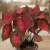 caladium red.webp