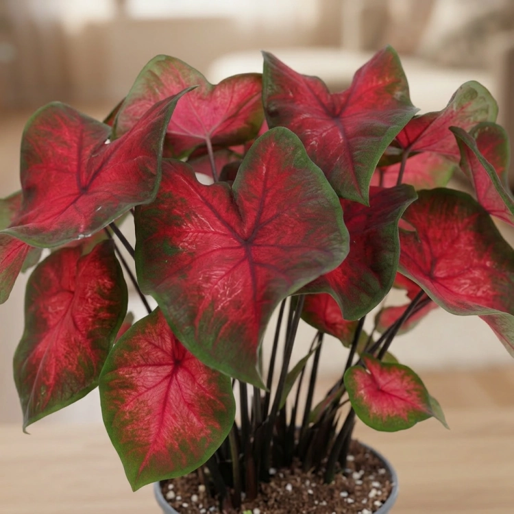 caladium red.webp