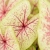 caladium seafoam pink.webp
