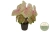 caladium seafoam pink.webp