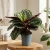 calathea medallion.webp