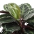 calathea medallion.webp