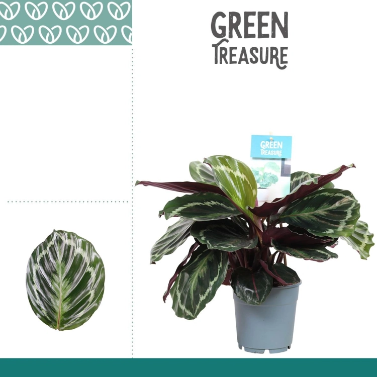 calathea medallion.webp