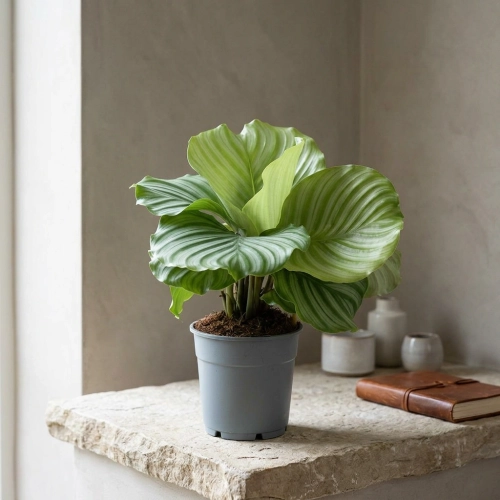 calathea orbifolia.webp