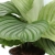 calathea orbifolia.webp