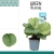 calathea orbifolia.webp