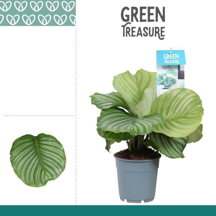 calathea orbifolia.webp