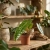 philodendron billietiae.webp