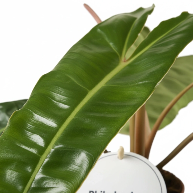 philodendron billietiae.webp