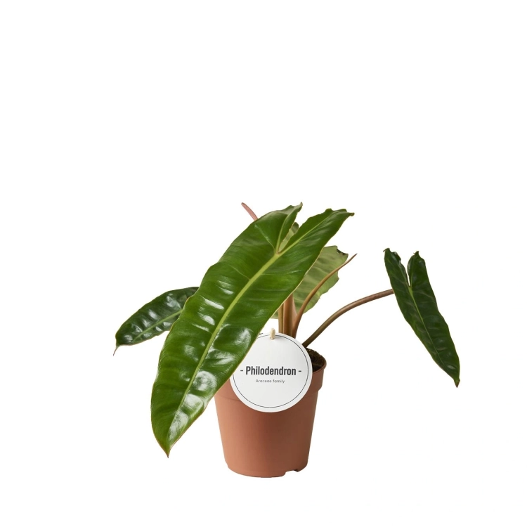 philodendron billietiae.webp
