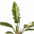 philodendron ring of fire.webp