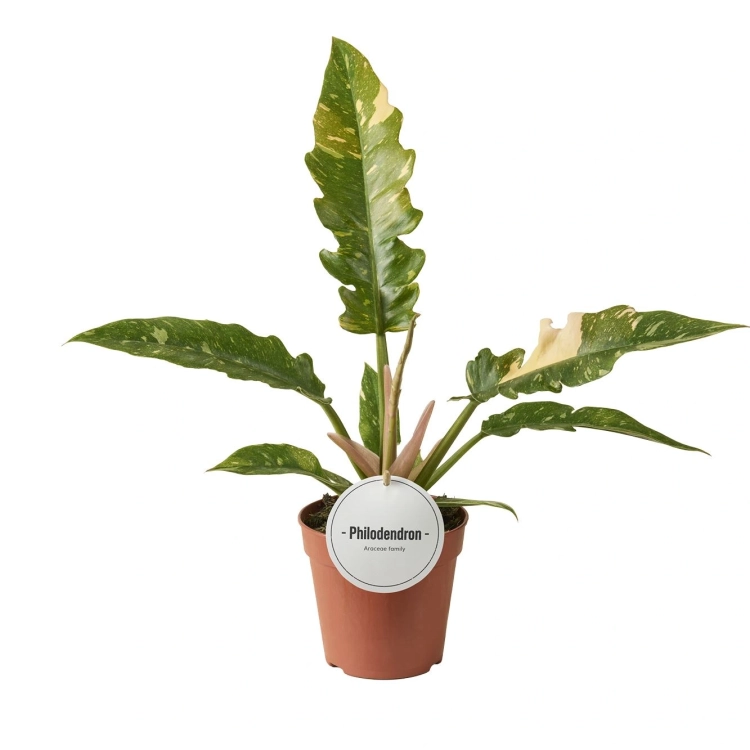 philodendron ring of fire.webp